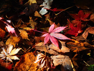 秋の風景　水に沈んだ紅葉の葉
