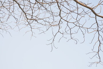 dry tree branches that died because of the dry season against the background of a bright blue sky