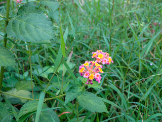 a beautiful tulup, growing around weeds, pink and yellow flowers, with green leaves.