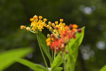 Beautiful small-petaled spike flowers bloom in a garden in Bangkok, Thailand