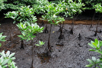 selective focus to the roots of mangrove trees growing above the water