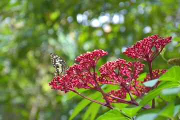 Beautiful small-petaled spike flowers bloom in a garden in Bangkok, Thailand
