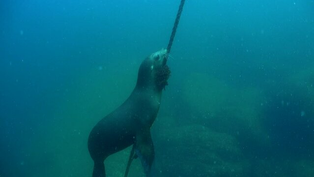 Sea lion swimming underwater along buoy line in Sea of Cortez