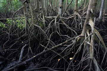selective focus to the roots of mangrove trees growing above the water