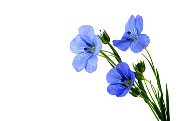 Flax (linseed) flower over isolated on white background