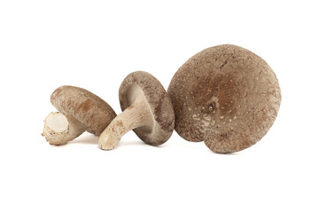 Fresh shiitake mushrooms over white background