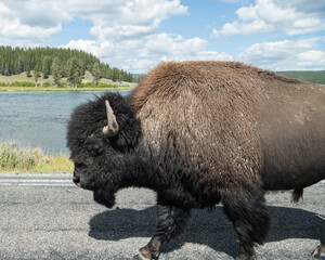 buffalo on road in yellowstone
