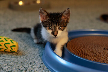a portrait of a kitten laying on top of a toy