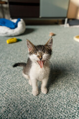 a vertical portrait of a kitten yawning while sitting on the floor