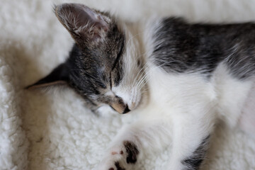 a closeup portrait of a kitten sleeping on a blanket