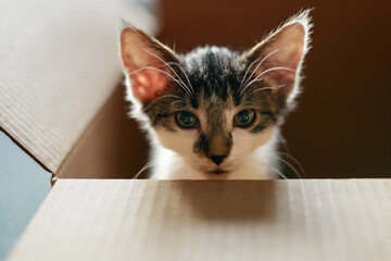 a closeup portrait of a kitten sitting inside a cardboard box