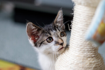 a kitten looking at an out of frame toy
