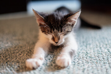 a closeup of a sleeping kitten with outstretched paws