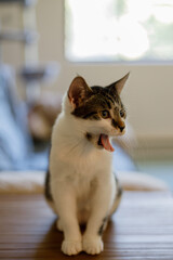 a vertical portrait of a yawning kitten