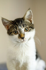 a vertical portrait of a kitten tabby cat resting