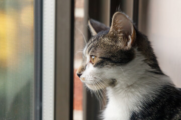 a side view of a young tabby cat looking out a window
