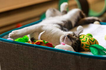a kitten sleeping surrounded by toys