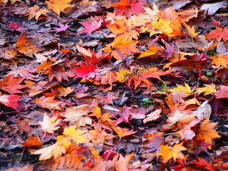 秋の風景　紅葉の落ち葉