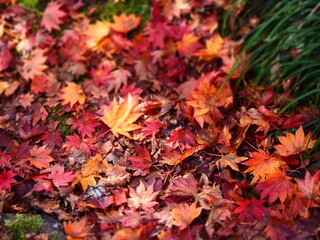 秋の風景　紅葉の落ち葉