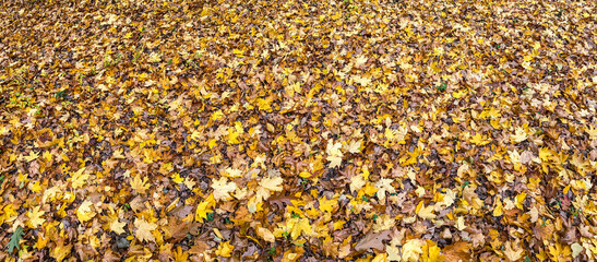 forest ground, covered with colorful yellow orange maple dry leaves. autumn panoramic background.