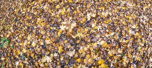 fallen yellow and orange maple leaves on forest ground. panoramic image.