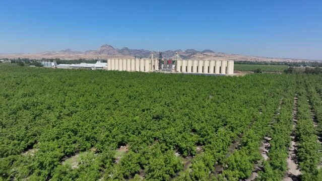 Aerial Sutter California over rice grain elevator walnut orchard fast. Economy based on farming rice, grains, walnuts peaches and cattle ranch. Fields act as wetlands for waterfowl and birds.