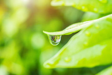rain water drop on green leaf closeup natural background