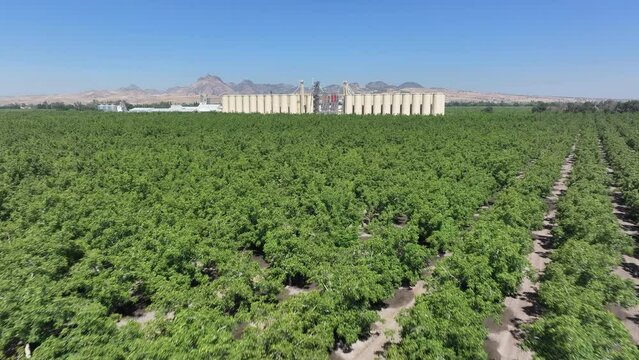 Aerial Sutter California rice grain elevator walnut orchard pull. Economy based on farming rice, grains, walnuts peaches and cattle ranch. Fields act as wetlands for waterfowl and birds.