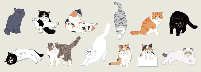 Set of cute cartoon exotic shorthair cats with different colored fur and type of coat, breeds. Isolated. Vector illustration