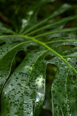 Rain Forest tropical plant with droplets of water
