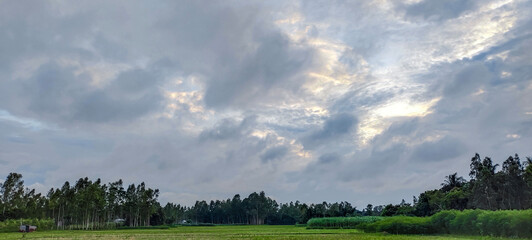 clouds over the forest