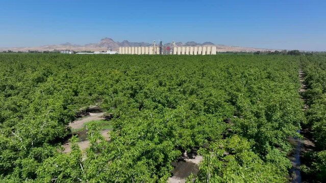 Aerial Sutter California rice grain elevator orchards 2. Economy based on farming rice, grains, walnuts peaches and cattle ranch. Fields act as wetlands for waterfowl and birds.