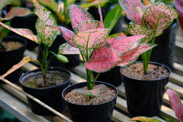 aglaonema modestum is a plant species native to tropical South Asia. It is a popular houseplant variety because of its pink, blue, and green leaves. ornamental plants in pots.