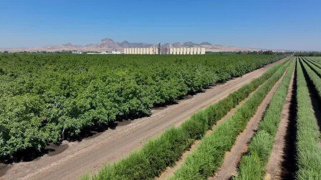 Aerial Sutter California rice grain elevator orchards 1 . Economy based on farming rice, grains, walnuts peaches and cattle ranch. Fields act as wetlands for waterfowl and birds.