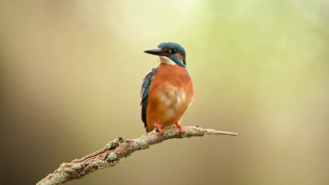 European Kingfisher ( Alcedo atthis ) close up	