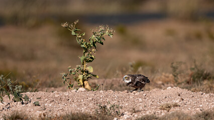Burrowing Owl on the Hunt