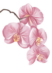 Fototapeta na wymiar Watercolor Orchid Illustration