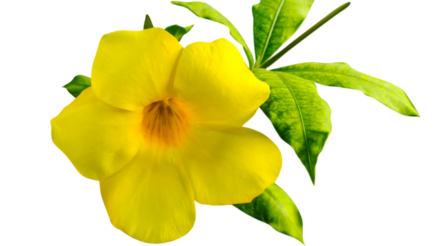 a yellow flower with green leaves on a white background, yellow, white background, flower, a yellow flower with green leaves on a white background, png object plumeria flower colors hibiscus