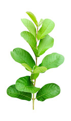 green guava leaves on a white background, green, leaf, plant, eco, nature, tree branch, isolated, close up, background, natural, tree, fresh, garden, spring, summer, foliage