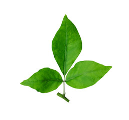 three green leaves are shown on a white background, a green Aegle marmelos leaf is shown on a white background, wood apple leaves , green, leaf, plant, eco, nature, tree branch, isolated, close up,