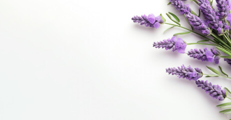 purple lavender on white background, flat lay with copy space