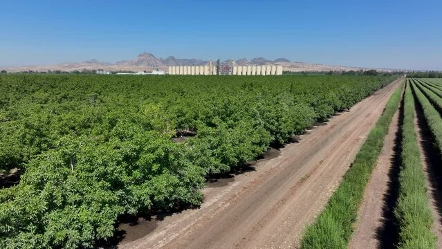 Aerial Sutter California rice grain elevator orchards fast. Economy based on farming rice, grains, walnuts peaches and cattle ranch. Fields act as wetlands for waterfowl and birds.