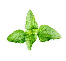 a single green basil leaves on a white background, green, leaf, plant, eco, nature, tree branch, isolated, close up, background, natural, tree, fresh, garden, spring, summer, foliage