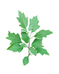 a plant with green leaves and purple flowers, a green eggplant plant with leaves on on white background , tree branch, isolated, close up, background, natural, tree, fresh, garden, spring, summer, 
