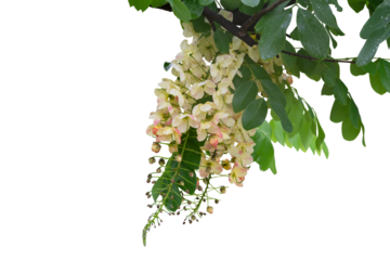 Yellow flower of Rainbow shower tree, Cassia fistula x Cassia bakeriana or Cassia fistula x Cassia javanica bloom on tree with drop isolated on white background included clipping path.