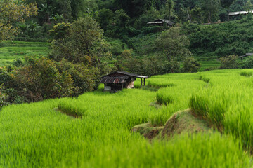 Fototapeta na wymiar Green rice fields at the countryside