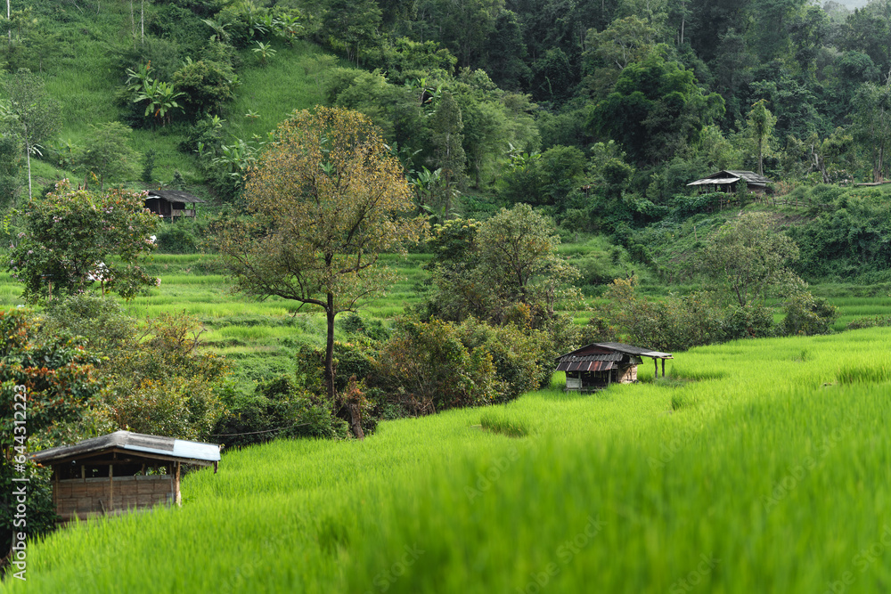 Poster Green rice fields at the countryside