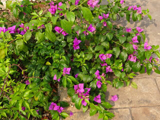 beautiful purple paper flowers, green leaves that are pointed at the ends