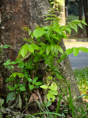 a new paradise plant grows from a broken stem, green and still young.
