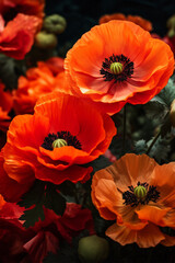 Fototapeta premium .Red poppies close up